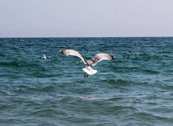 Seagul Hovering Ocean Looking Catch Fish Land Water — Stock Photo, Image