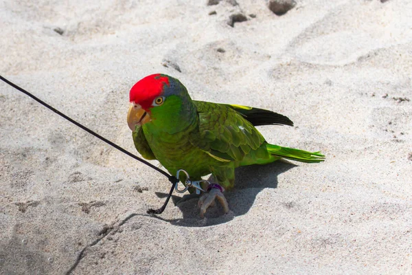 One Green Parrot Red Spot Top His Head Standing Sand — Fotografia de Stock