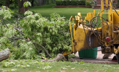 Wood chipper cutting up branches of a tree that was just cut down