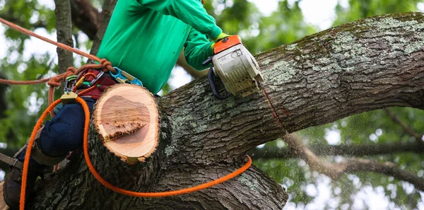A landscaper is cutting down a tree sitting on a large branch using a chainsaw to cut down other branches of the tree.