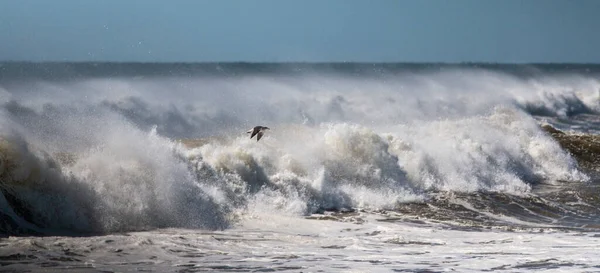 Mewa Latająca Nad Wzburzonymi Falami Burzowymi Oceanu Atlantyckiego Uderzającymi Brzeg — Zdjęcie stockowe