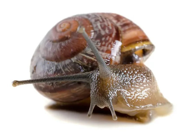 Schnecke aus nächster Nähe, Makro. — Stockfoto