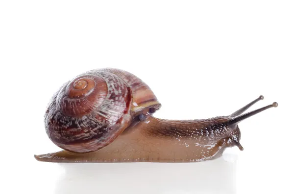 Schnecke aus nächster Nähe, Makro. — Stockfoto