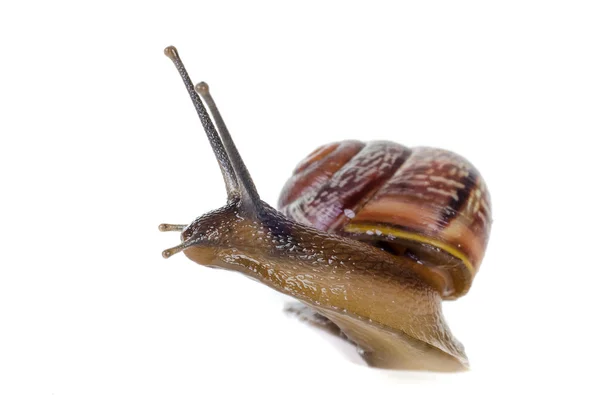 Schnecke aus nächster Nähe, Makro. — Stockfoto