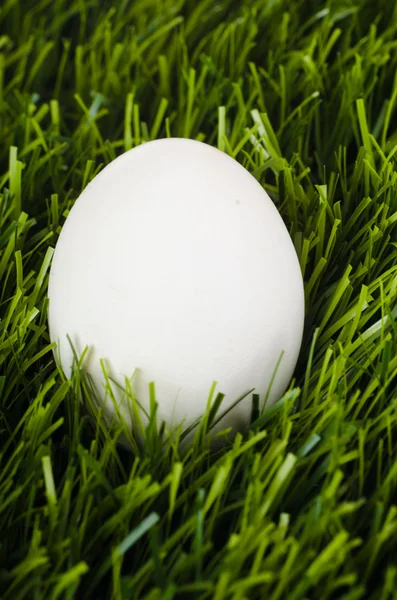 Yeşil çimen yumurta olduğunu. — Stok fotoğraf
