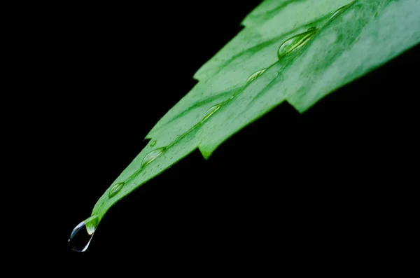 Green leaf and water drop — Stock Photo, Image