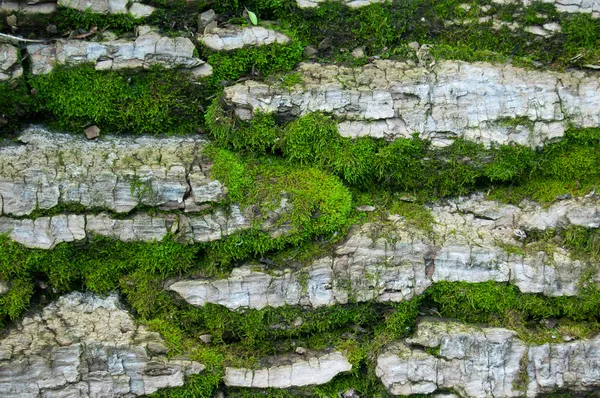 苔の背景 — ストック写真