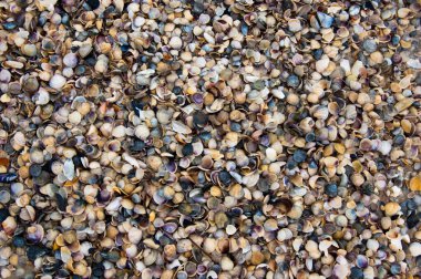 Sahilde deniz kabukları