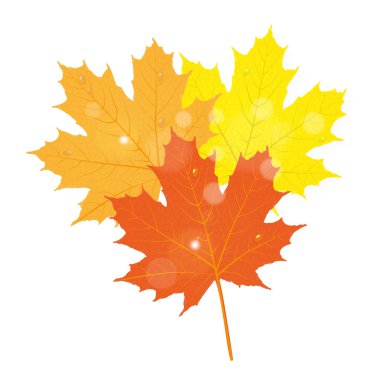 Üç akçaağaç yaprağı