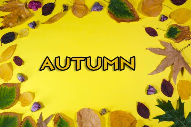 Sonbahar yaprakları ve sonbahar metni doğrudan yukarıdan sarı bir arkaplan ve merkezde büyük bir kopya alanı.