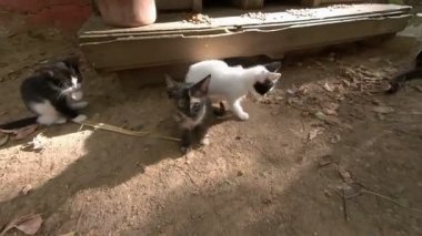 Şirin ve sağlıklı sokak kedileri ve anneleri İstanbul 'da bir halk parkında kedi evi önünde oynuyorlar.