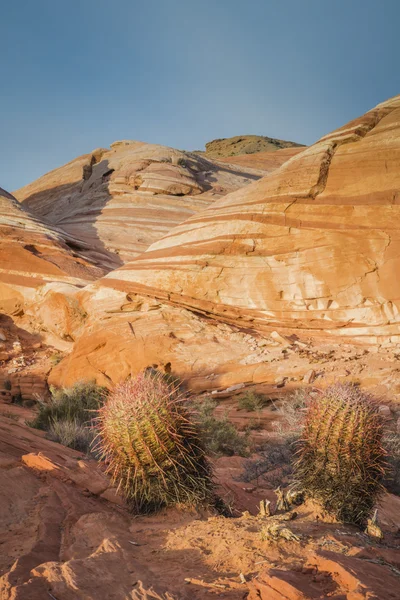 Cactus en el Valle del Fuego —  Fotos de Stock