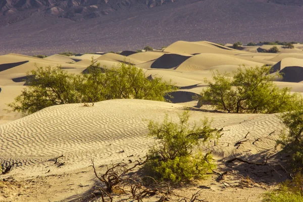 朝の砂丘 — ストック写真