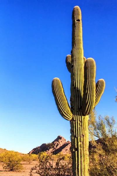 Woestijn cactus — Stockfoto