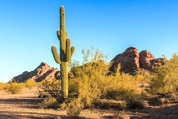 Woestijn cactus — Stockfoto