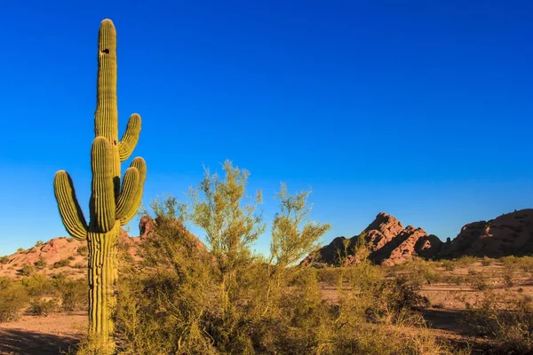 Cactus del deserto — Foto Stock