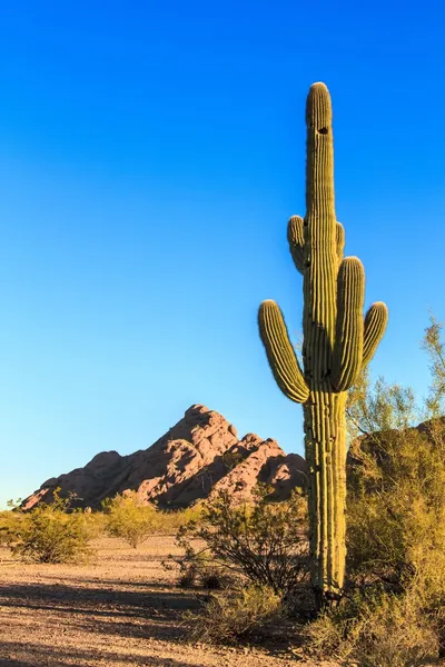 Woestijn cactus — Stockfoto