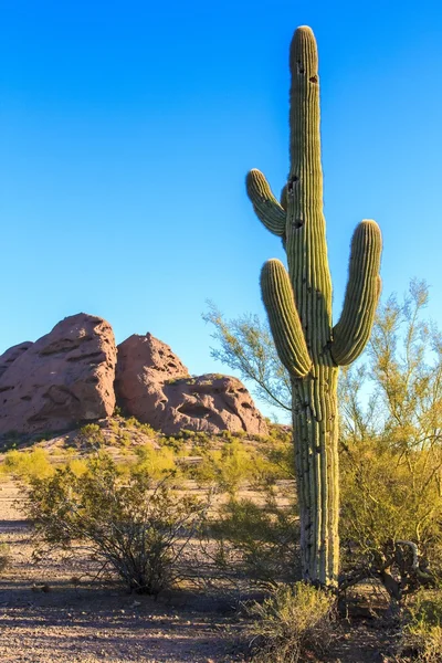 Cactus del deserto — Foto Stock