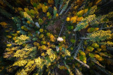 Sonbaharda Orman Aşağı Bakış