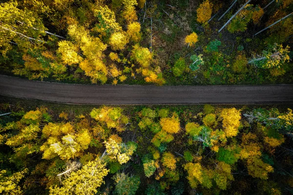 Floresta no Outono Olhando Straigth Down — Fotografia de Stock