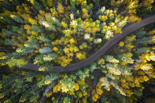 Floresta no Outono Olhando Straigth Down — Fotografia de Stock