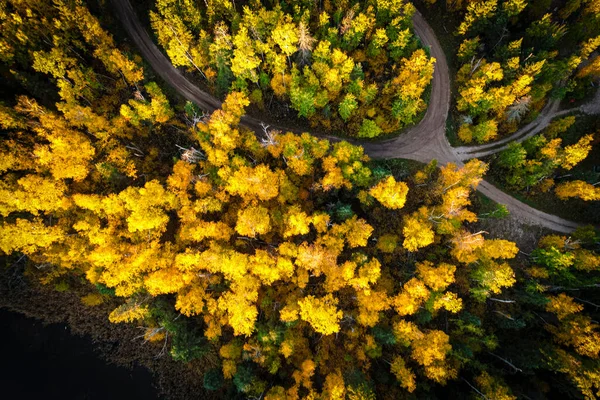 Floresta no Outono Olhando Straigth Down — Fotografia de Stock