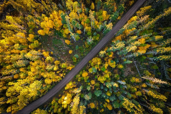 Floresta no Outono Olhando Straigth Down — Fotografia de Stock