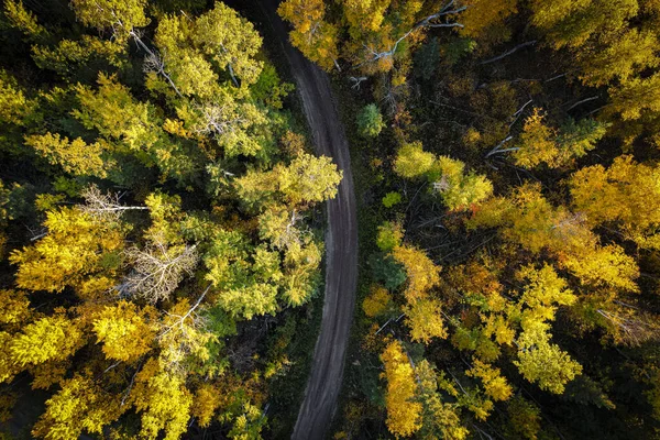 Floresta no Outono Olhando Straigth Down — Fotografia de Stock