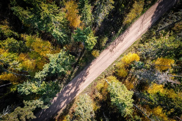 Floresta no Outono Olhando Straigth Down — Fotografia de Stock