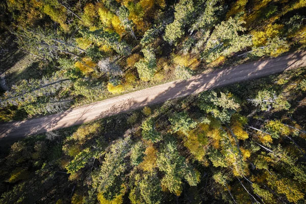 Floresta no Outono Olhando Straigth Down — Fotografia de Stock