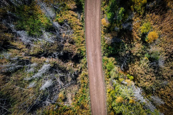 Floresta no Outono Olhando Straigth Down — Fotografia de Stock