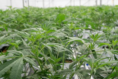 İç hukuk çiftliğinde çok sayıda kenevir çiçeği