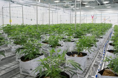 İç hukuk çiftliğinde çok sayıda kenevir çiçeği