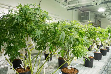 İç hukuk çiftliğinde çok sayıda kenevir çiçeği