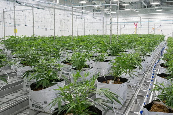 İç hukuk çiftliğinde çok sayıda kenevir çiçeği