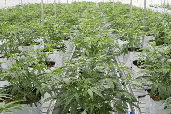 İç hukuk çiftliğinde çok sayıda kenevir çiçeği