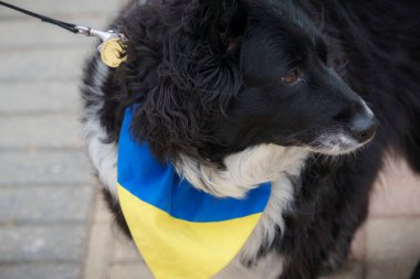 Ukrayna 'daki savaş için nöbet ve miting.