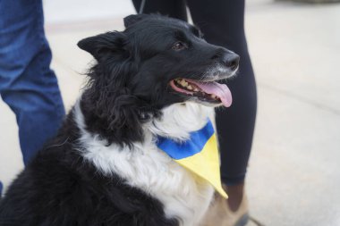 Ukrayna 'daki savaş için nöbet ve miting.