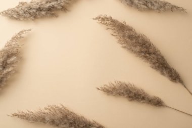 İzole edilmiş bej arkaplandaki dağınık sazlık çiçeklerinin telif boşluğuyla üst görünüm fotoğrafı