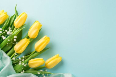 Bir grup sarı lale, beyaz çingene ve yumuşak tekstil, izole edilmiş pastel mavi arka planda.
