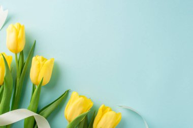 Bir grup sarı lale ve beyaz kurdeleyle izole edilmiş pastel mavi arkaplanlı, boş arkaplanlı kadın gündüz kompozisyonu fotoğrafı.