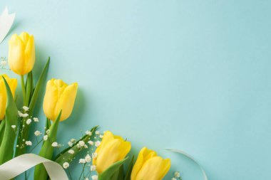 Bir grup sarı lale, beyaz çingene ve beyaz kurdeleler, izole edilmiş pastel mavi arka planda.