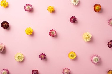 Rengarenk farklı çiçek başlarının, rengarenk pembe arka plana saçılmış üst manzara fotoğrafı.