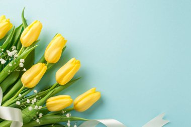 İzole edilmiş pastel mavi arka planda, sarı lale buketi, beyaz çingene ve beyaz kurdele.