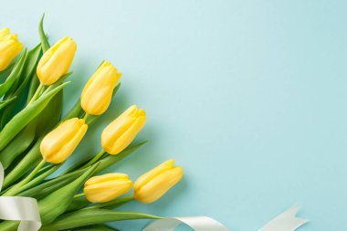 Sarı lalelerden oluşan bir buket ve kopyalanmış pastel mavi arka planda beyaz kurdele.
