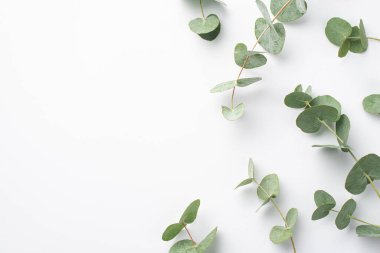 Plastik konsept yok. Yeşil okaliptüs yapraklarının üst görünüm fotoğrafı izole edilmiş beyaz arkaplanda ve solda boş alan var
