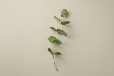 İzole edilmiş pastel arkaplan üzerindeki okaliptüs dalının üst görünümü