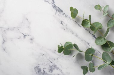 Okaliptüs yapraklarının beyaz mermer zemin üzerinde boş boşluklu en üstteki görünüm fotoğrafı