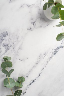 Beyaz mermer zemin üzerinde okaliptüs ile vazonun dikey resmi boş alan ile üst görünüm