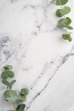 Okaliptüs yapraklarının dikey üst görünümü beyaz mermer zemin üzerinde boş alan ile köşelerde